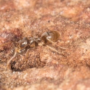 Formicidae (family) at Belconnen, ACT - 20 Aug 2024