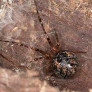 Cryptachaea veruculata at Belconnen, ACT - 20 Aug 2024 12:52 PM