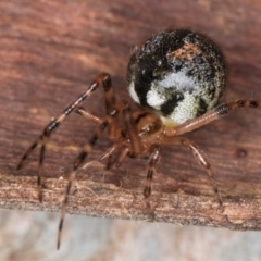 Cryptachaea veruculata at Belconnen, ACT - 20 Aug 2024 12:52 PM