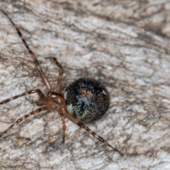 Cryptachaea veruculata at Belconnen, ACT - 20 Aug 2024 12:52 PM