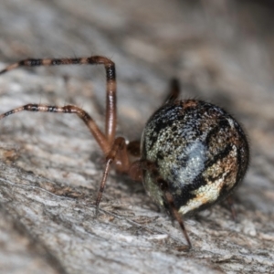 Cryptachaea veruculata at Belconnen, ACT - 20 Aug 2024 12:52 PM