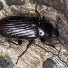 Meneristes australis (Darking beetle) at Belconnen, ACT - 20 Aug 2024 by kasiaaus