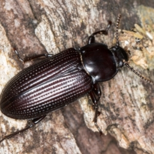 Meneristes australis at Belconnen, ACT - 20 Aug 2024 01:01 PM