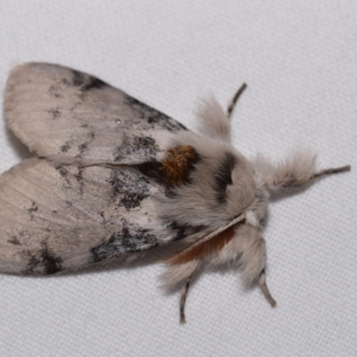 Calliteara (genus) (A Tussock Moth (Lymantriinae)) at Jerrabomberra, NSW - 20 Aug 2024 by DianneClarke