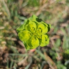 Euphorbia helioscopia (Sun Spurge) at Whitlam, ACT - 20 Aug 2024 by Jiggy