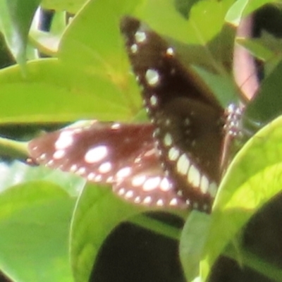 Euploea corinna (Common Crow Butterfly, Oleander Butterfly) at The Caves, QLD - 20 Aug 2024 by lbradley