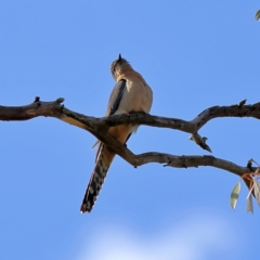 Cacomantis flabelliformis (Fan-tailed Cuckoo) at Strathnairn, ACT - 20 Aug 2024 by MichaelWenke