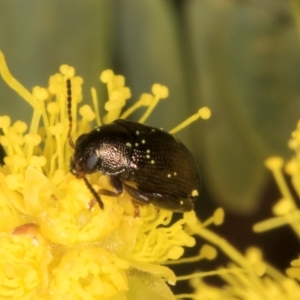 Chaetocnema sp. at Belconnen, ACT - 20 Aug 2024