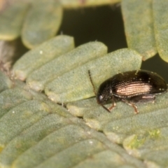 Chaetocnema sp. at Belconnen, ACT - 20 Aug 2024 01:06 PM