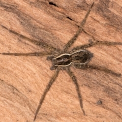 Dolomedes sp. (genus) (Fishing spider) at Belconnen, ACT - 20 Aug 2024 by kasiaaus