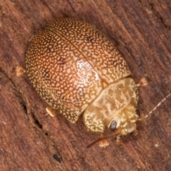 Paropsis atomaria (Eucalyptus leaf beetle) at Belconnen, ACT - 20 Aug 2024 by kasiaaus