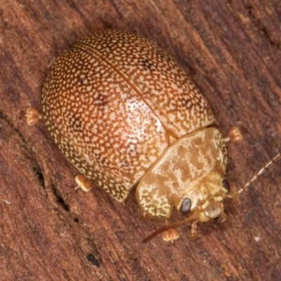 Paropsis atomaria (Eucalyptus leaf beetle) at Belconnen, ACT - 20 Aug 2024 by kasiaaus