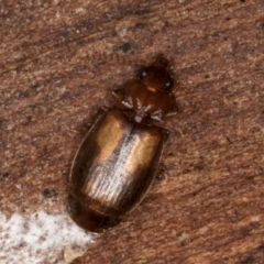 Agonocheila sp. (genus) (A ground beetle) at Belconnen, ACT - 20 Aug 2024 by kasiaaus