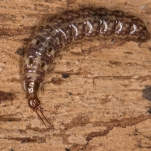 Osmylidae sp. (family) at Belconnen, ACT - 20 Aug 2024