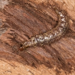 Osmylidae sp. (family) at Belconnen, ACT - 20 Aug 2024