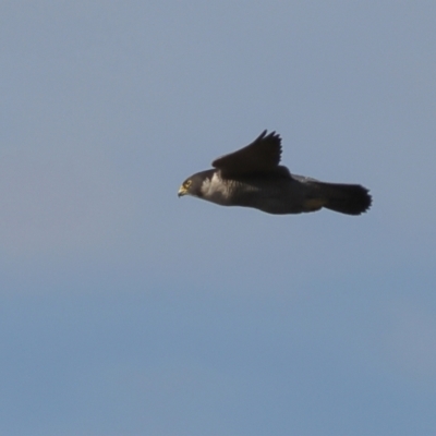 Falco peregrinus (Peregrine Falcon) at Strathnairn, ACT - 20 Aug 2024 by MichaelWenke