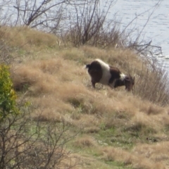 Capra hircus (Wild Goat) at Goulburn, NSW - 20 Aug 2024 by Christine