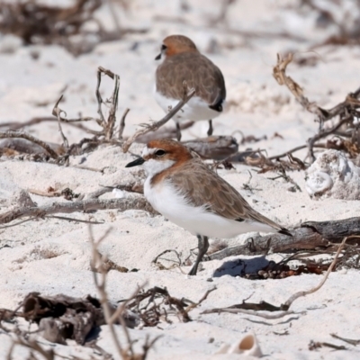 Anarhynchus ruficapillus (Red-capped Plover) at Houtman Abrolhos, WA - 17 Apr 2024 by jb2602