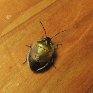 Monteithiella humeralis at Conder, ACT - 10 Jan 2024 05:48 PM