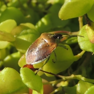 Monteithiella humeralis at Conder, ACT - 10 Jan 2024