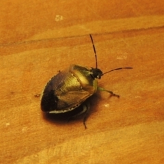 Monteithiella humeralis at Conder, ACT - 10 Jan 2024 05:48 PM