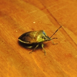 Monteithiella humeralis at Conder, ACT - 10 Jan 2024 05:48 PM