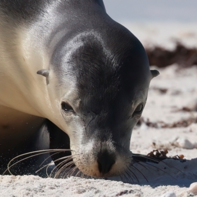 Neophoca cinerea (Australian sea-lion) at Houtman Abrolhos, WA - 17 Apr 2024 by jb2602