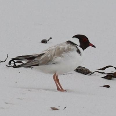 Thinornis cucullatus cucullatus (Hooded Plover (eastern)) by MichaelBedingfield