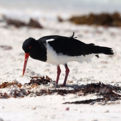 Haematopus longirostris (Australian Pied Oystercatcher) at Houtman Abrolhos, WA - 17 Apr 2024 by jb2602