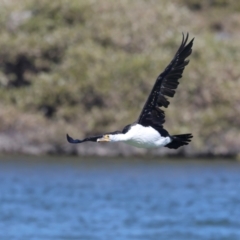 Phalacrocorax varius (Pied Cormorant) at Houtman Abrolhos, WA - 17 Apr 2024 by jb2602