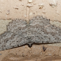 Psilosticha absorpta (Fine-waved Bark Moth) at Harrison, ACT - 20 Aug 2024 by DPRees125