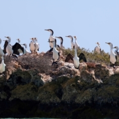 Phalacrocorax varius (Pied Cormorant) at Houtman Abrolhos, WA - 17 Apr 2024 by jb2602