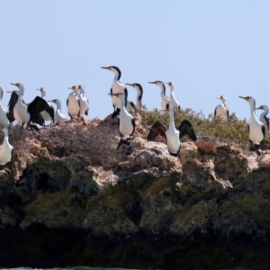 Phalacrocorax varius at Houtman Abrolhos, WA - 17 Apr 2024 02:59 PM