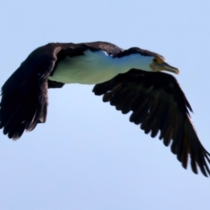 Phalacrocorax varius at Houtman Abrolhos, WA - 17 Apr 2024 02:59 PM