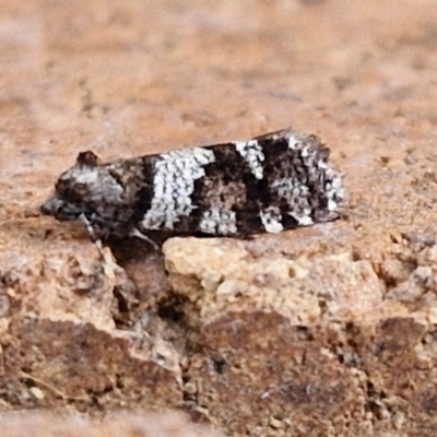 Lepidoscia heliochares (Lepidoscia heliochares) at Lyneham, ACT - 20 Aug 2024 by trevorpreston