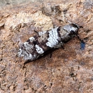 Lepidoscia heliochares at Lyneham, ACT - 20 Aug 2024 12:42 PM