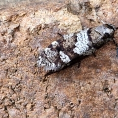 Lepidoscia heliochares at Lyneham, ACT - 20 Aug 2024 12:42 PM