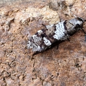 Lepidoscia heliochares at Lyneham, ACT - 20 Aug 2024 12:42 PM