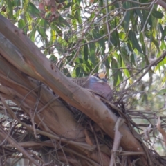 Phaps chalcoptera (Common Bronzewing) at Cook, ACT - 10 Aug 2024 by Cristy1676