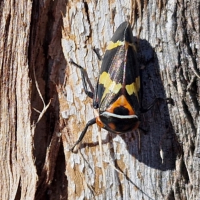 Eurymeloides pulchra (Gumtree hopper) at Lyneham, ACT - 21 Aug 2024 by trevorpreston