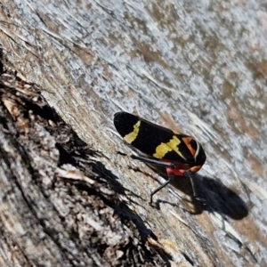 Eurymeloides pulchra at Lyneham, ACT - 21 Aug 2024 12:56 PM