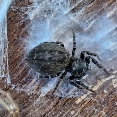 Unidentified Jumping or peacock spider (Salticidae) at Lyneham, ACT - 21 Aug 2024 by trevorpreston