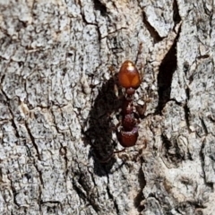 Podomyrma sp. (genus) at Lyneham, ACT - 21 Aug 2024