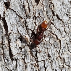 Podomyrma sp. (genus) at Lyneham, ACT - 21 Aug 2024