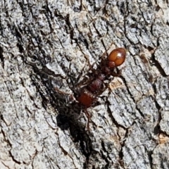 Podomyrma sp. (genus) at Lyneham, ACT - 21 Aug 2024