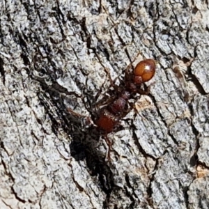 Podomyrma sp. (genus) at Lyneham, ACT - 21 Aug 2024