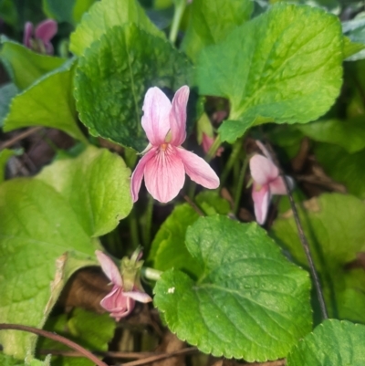 Viola odorata (Sweet Violet, Common Violet) at Richardson, ACT - 21 Aug 2024 by MB