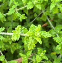 Unidentified Other Shrub at Acton, ACT - 21 Aug 2024 by courtneyb