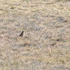 Anthus australis at Lawson, ACT - 21 Aug 2024 01:20 PM