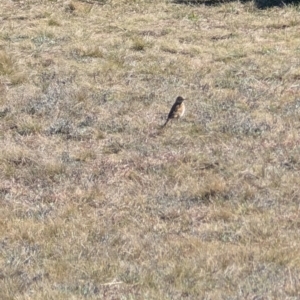 Anthus australis at Lawson, ACT - 21 Aug 2024 01:20 PM